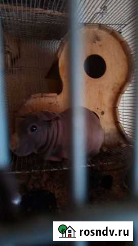 Морская свинка(лысая,цвет коричневый) Богданович - изображение 1