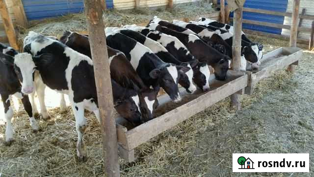 Бычки Телята отборные Тимашевск - изображение 1