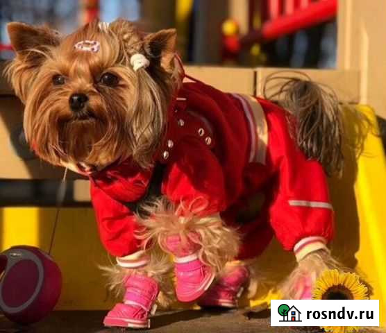 Обувь для собаки Воронеж - изображение 1