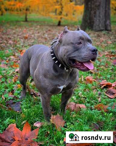 Американский Булли Вязка Санкт-Петербург - изображение 1