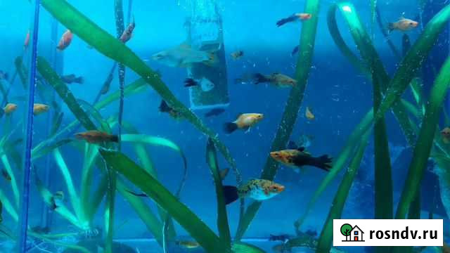 Меченосцы, гуппи, моллинезии, данио Черемхово - изображение 1