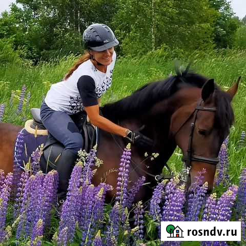 Лошади. Спорт/прокат/обучение Клин - изображение 1