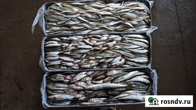 Корюшка, Кета Осенняя, Головы кетовые, Икра Хабаровск - изображение 1