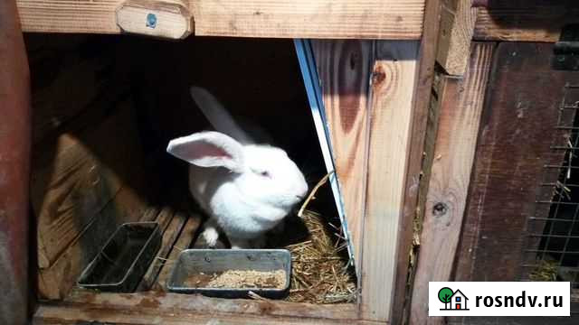 Кролики Порецкое - изображение 1