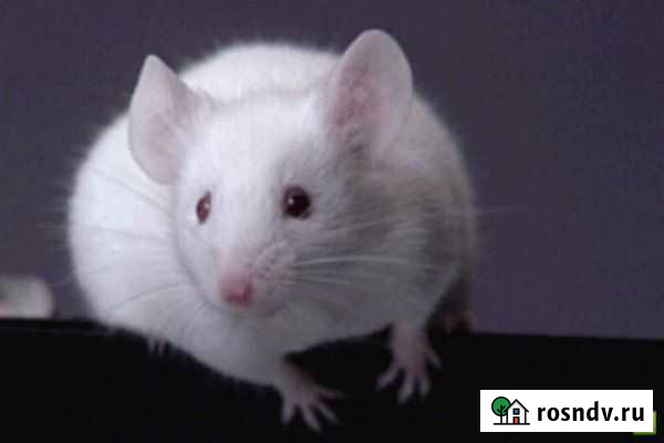 Мыши, морские свинки, кролики Тюмень - изображение 1