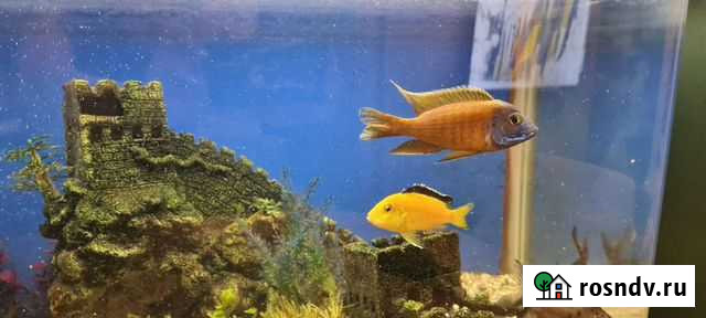 Аквариумные рыбки Щёлково - изображение 1