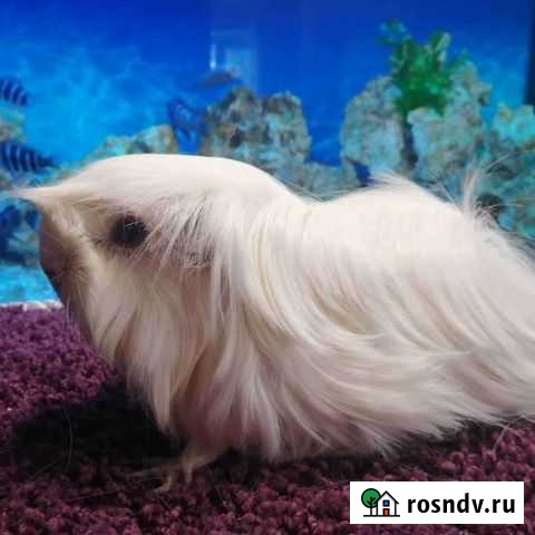 Самочка породы Перуанская Красноярск - изображение 1