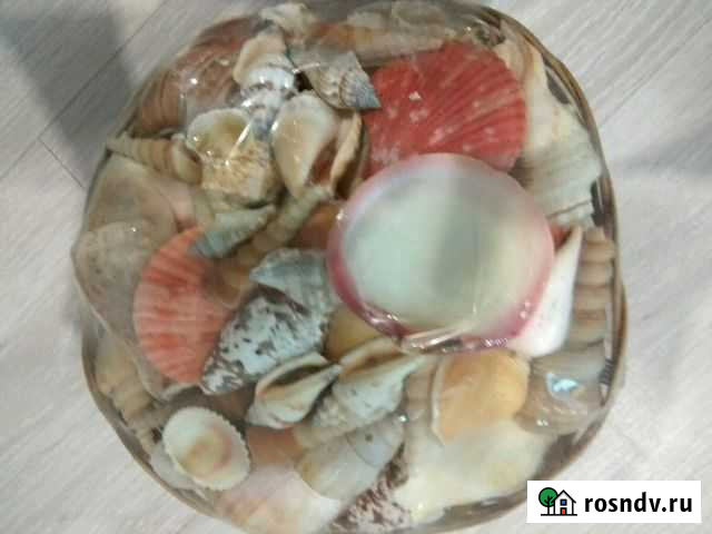 Ракушки Санкт-Петербург - изображение 1