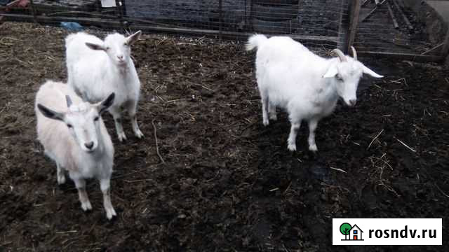 Молодые козочки Дядьковская - изображение 1