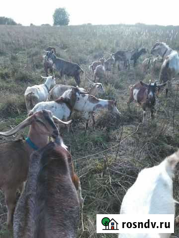 Англо нуб. Альп., нуб камори Ферзиково - изображение 1