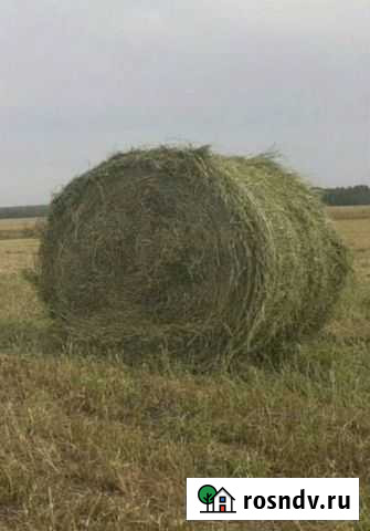Сено луговое Солнцево - изображение 1