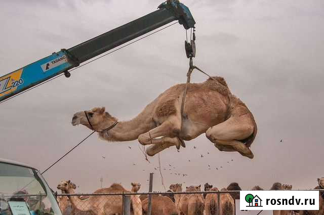 Услуги манипулятора 5т. стрела 3т. вылет стрелы 10 Томск - изображение 1