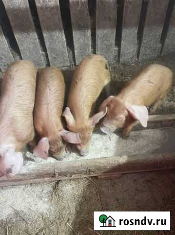 Поросенок дюрок Емельяново - изображение 1