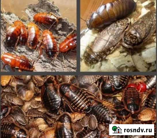 Кормовые насекомые Шелехов - изображение 1