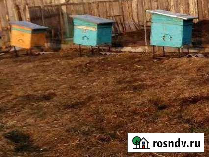 Пчелы Кемерово - изображение 1