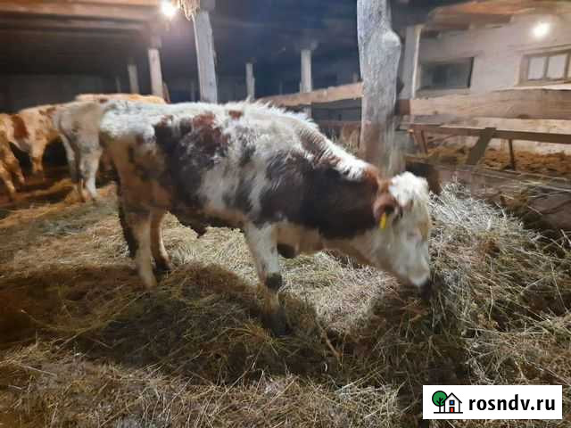 Бычки элитные здоровые Гороховец - изображение 1