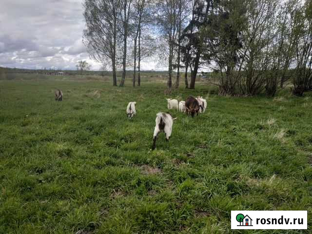 Козы, козочки, козел Москва - изображение 1