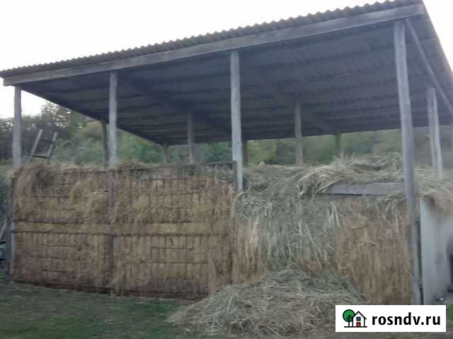 Сено россыпью Валуйки - изображение 1