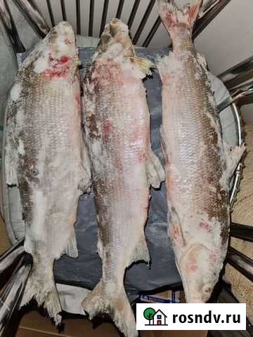 Муксун Надым - изображение 1