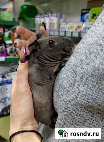 Морская свинка скинни Чита - изображение 1