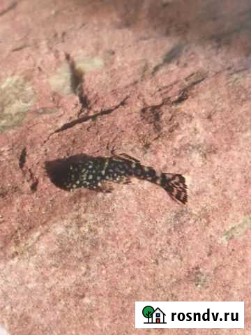 Сомики анциструсы Бор - изображение 1