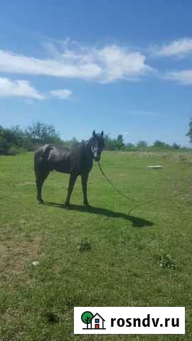 Лошадь Ассиновская - изображение 1