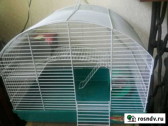 Жилплощадь для крыс,хомяков,свинок Фрязино - изображение 1