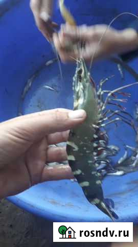 Рыбоводство Екатериновка - изображение 1