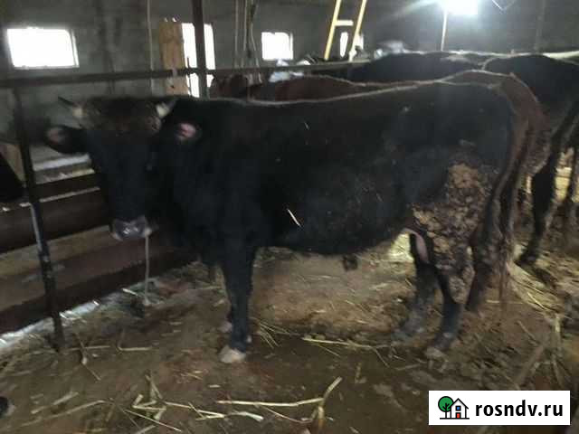 Коровы дойные молочные Куруш - изображение 1