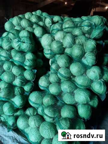 Капуста Рубцовск - изображение 1