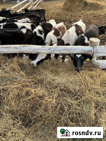 Бычки.Телята.крс Балашов - изображение 1