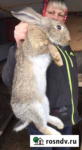 Крупные кролики порода Великан разные окрасы Красноярск - изображение 1