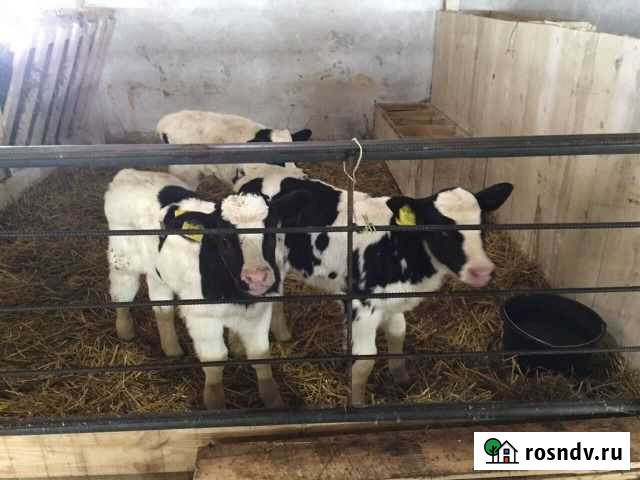 Телята бычки мясного направления Курск - изображение 1