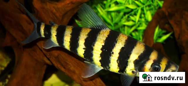 Лепоринус полосатый Челябинск - изображение 1