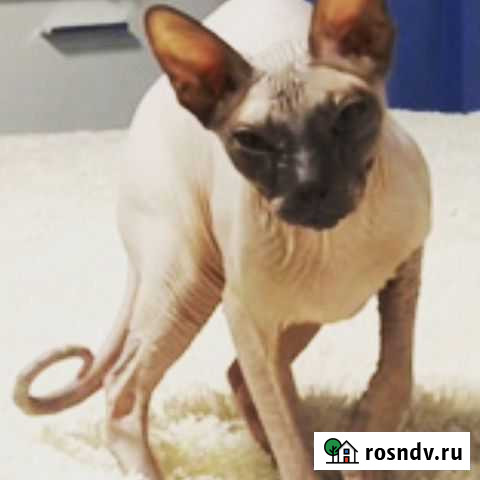 Русую ваших любимых питомцев Москва - изображение 1