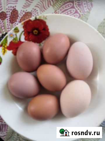 Домашние куриные яйца Канск - изображение 1