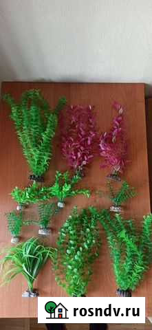 Аквариумные растения Санкт-Петербург - изображение 1