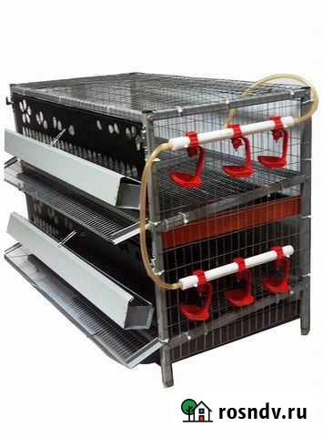 Клетки для цыплят кур и перепелов Иркутск - изображение 1