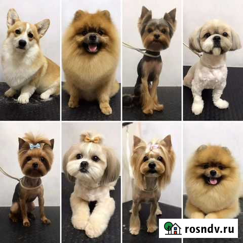 Груминг/стрижка собак Липецк - изображение 1