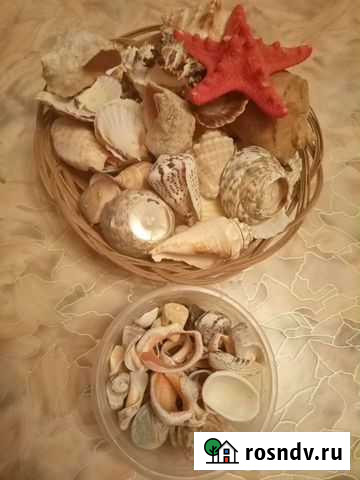 Морские ракушки Биробиджан - изображение 1