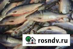 Рыба горбуша Дзержинский - изображение 1