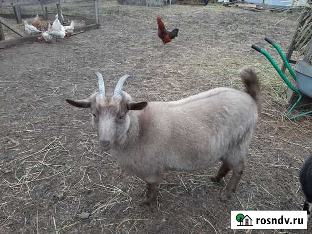 Продаем козочку Старый Оскол - изображение 1