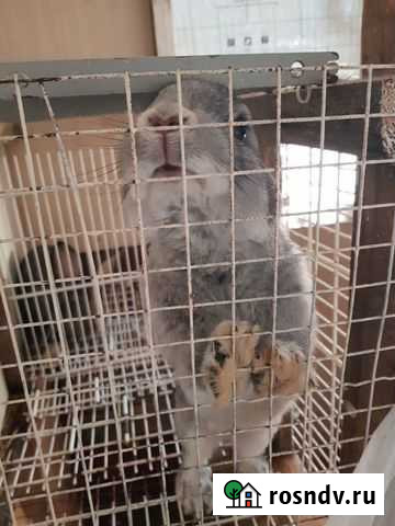 Кролики Киров - изображение 1