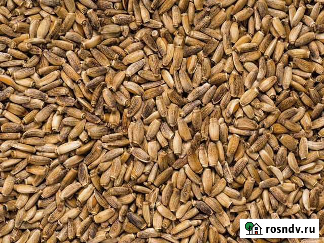 Расторопша пятнистая Воронеж - изображение 1