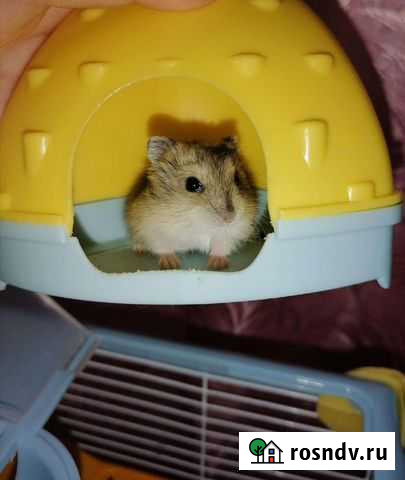 Джунгарский хомяк Санкт-Петербург - изображение 1