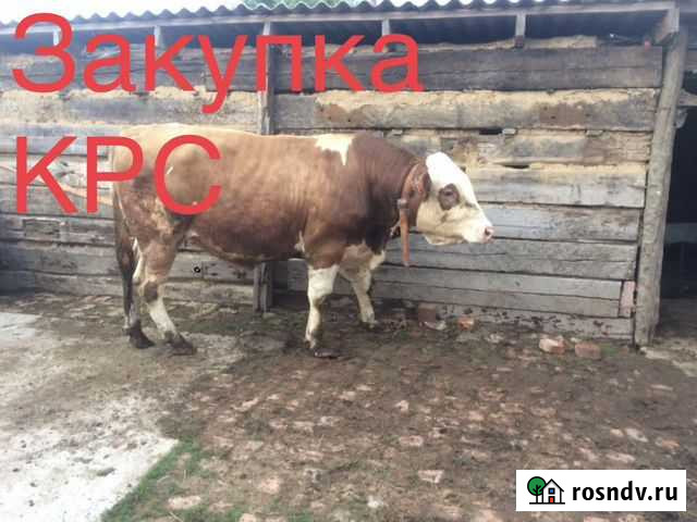 Крс Сальск - изображение 1