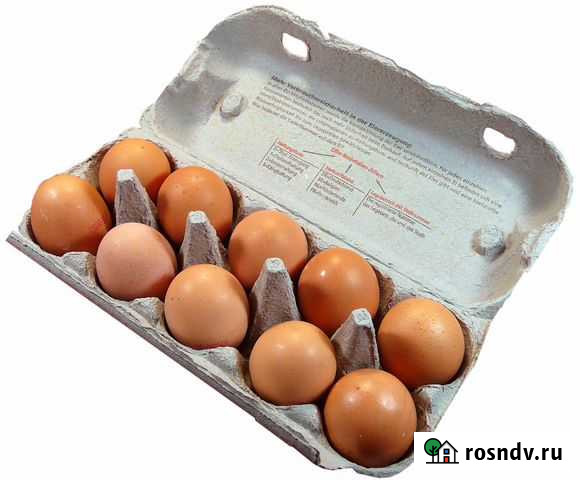 Домашние свежие яйца Фряново - изображение 1