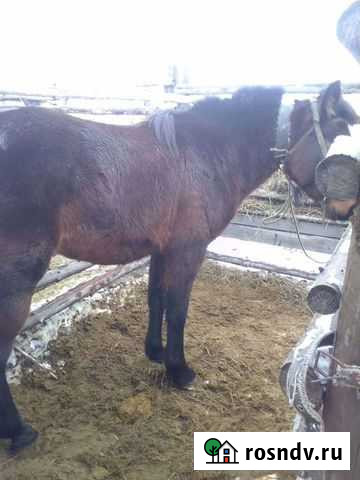 Лошадь Табуны - изображение 1