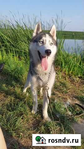 Сибирский хаски подшёрсток Калуга - изображение 1