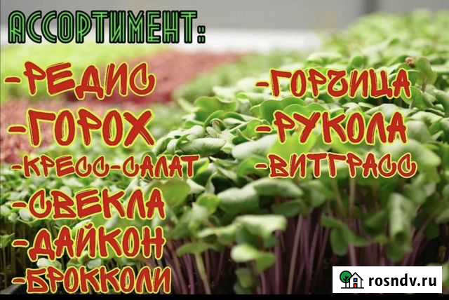 Микрозелень Волгоград - изображение 1